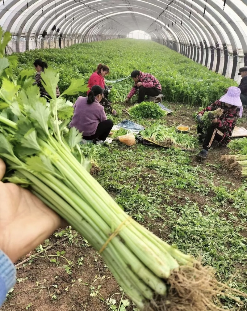芹菜大量有货基地直供品质优新鲜可视频看货热卖中！