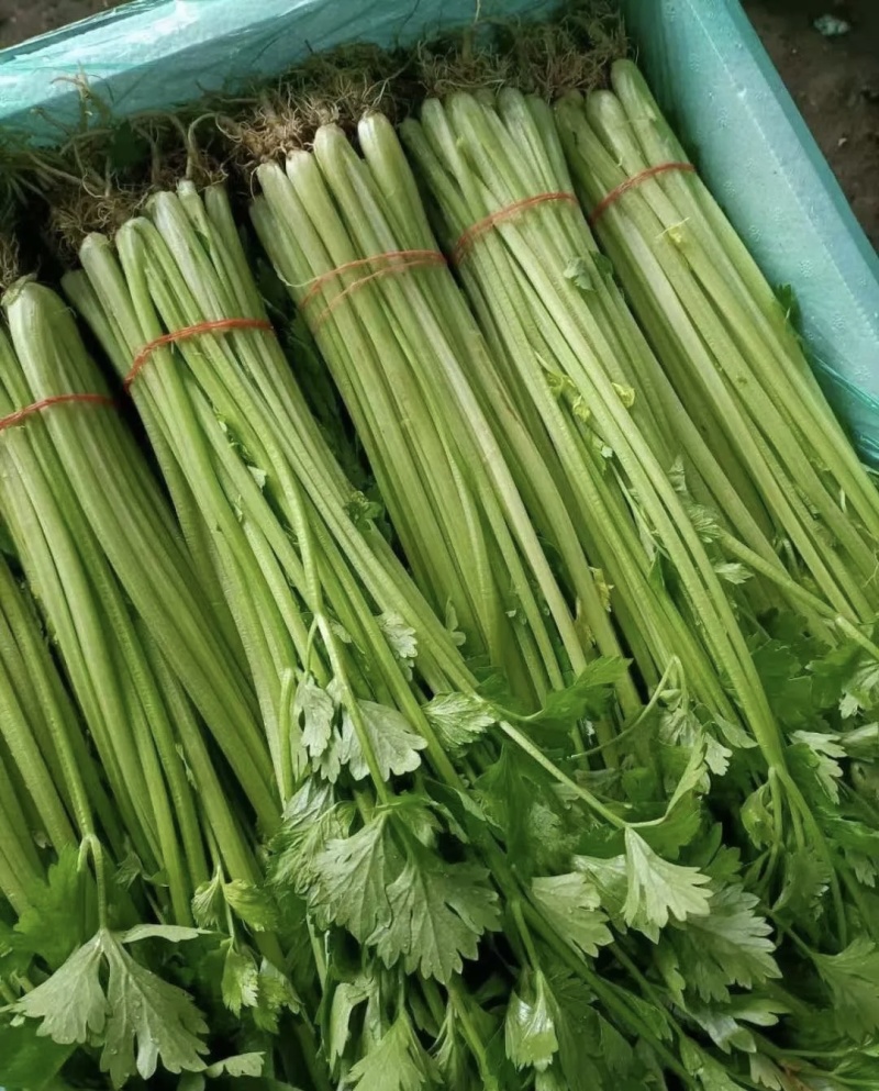 芹菜大量有货基地直供品质优新鲜可视频看货热卖中！