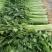 芹菜大量有货基地直供品质优新鲜可视频看货热卖中！