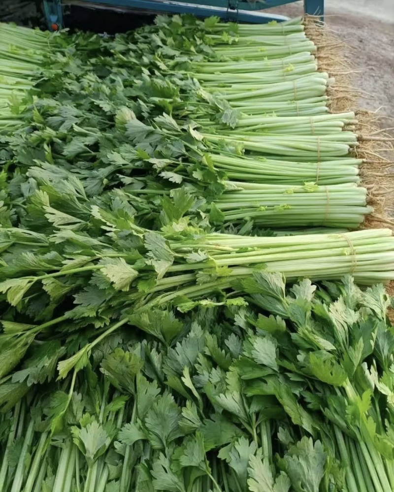 芹菜大量有货基地直供品质优新鲜可视频看货热卖中！