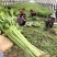 芹菜大量有货基地直供品质优新鲜可视频看货热卖中！