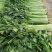 芹菜大量有货基地直供品质优新鲜可视频看货热卖中！