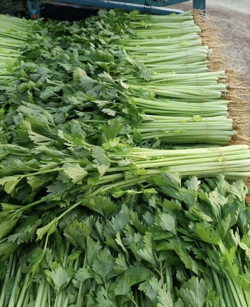 芹菜大量有货基地直供品质优新鲜可视频看货热卖中！