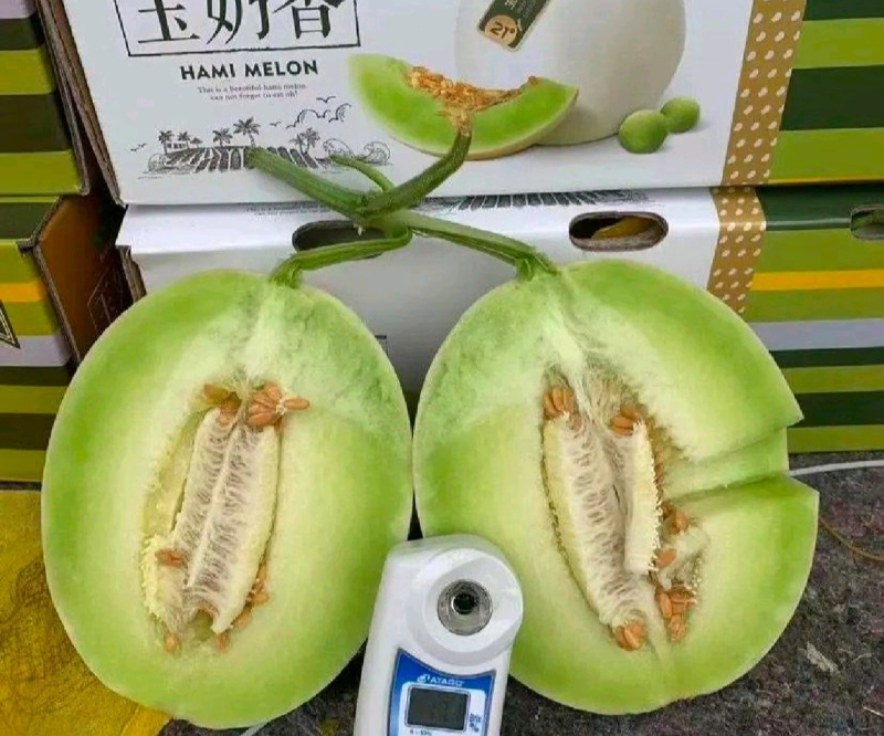 【年货节】海南精品玉菇甜瓜绿皮绿肉甜美多汁欢迎联系