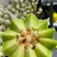【年货节】海南精品玉菇甜瓜绿皮绿肉甜美多汁欢迎联系