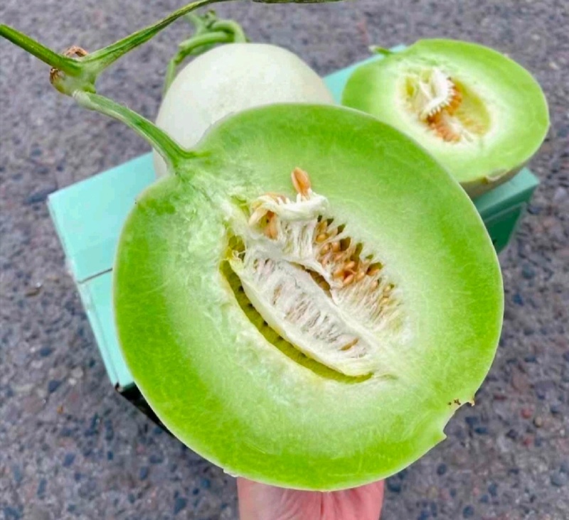 【年货节】海南精品玉菇甜瓜绿皮绿肉甜美多汁欢迎联系