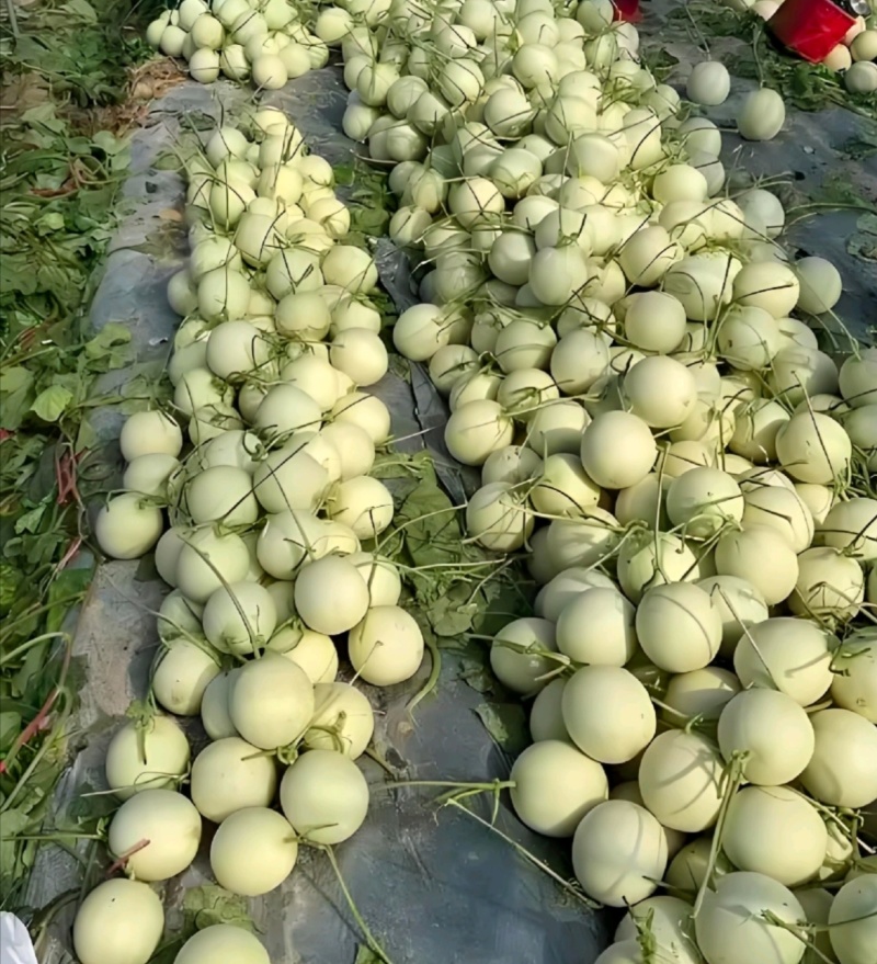 【年货节】海南精品玉菇甜瓜绿皮绿肉甜美多汁欢迎联系