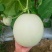 【年货节】海南精品玉菇甜瓜绿皮绿肉甜美多汁欢迎联系