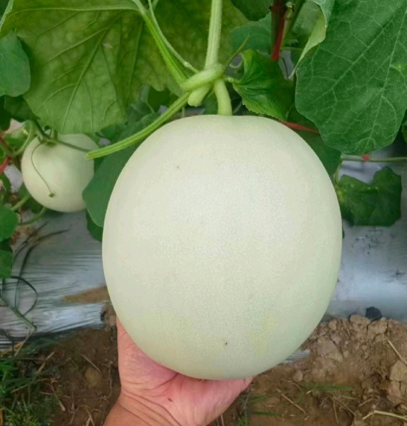 【年货节】海南精品玉菇甜瓜绿皮绿肉甜美多汁欢迎联系