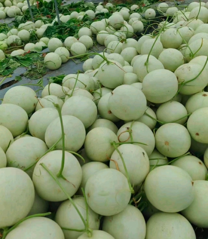 【年货节】海南精品玉菇甜瓜绿皮绿肉甜美多汁欢迎联系