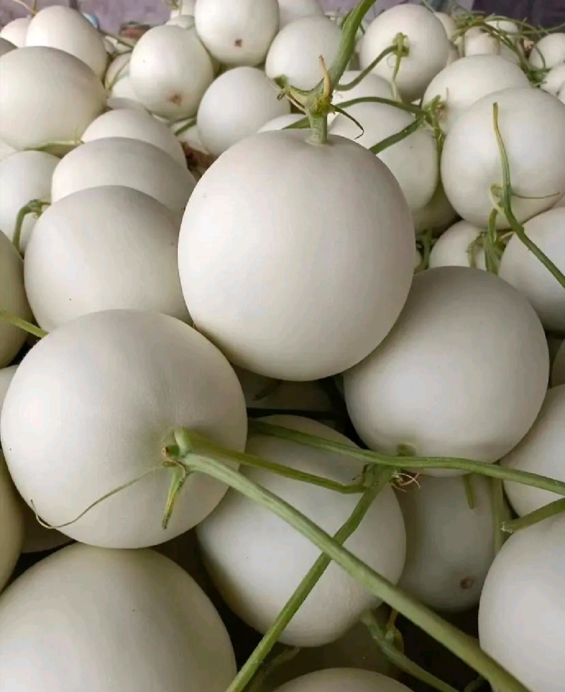 【年货节】海南精品玉菇甜瓜绿皮绿肉甜美多汁欢迎联系