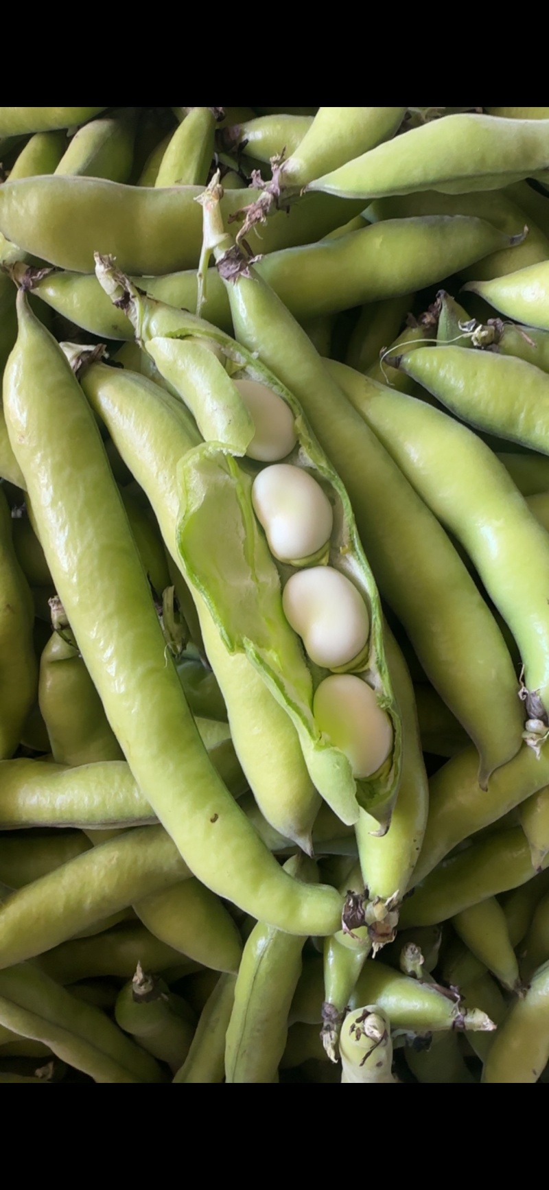 新鲜蚕豆