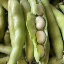 新鲜蚕豆