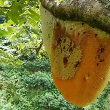 野生蜂蜜/大挂蜜，纯度高可视频看货量大从优