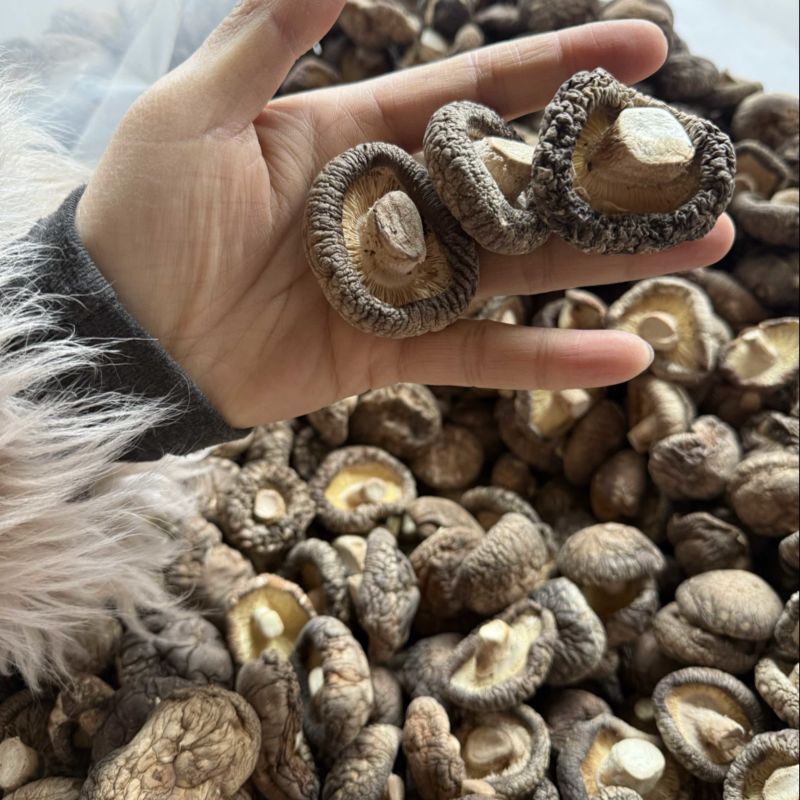包邮精选干香菇3-4烘干剪脚常年供应全国发货