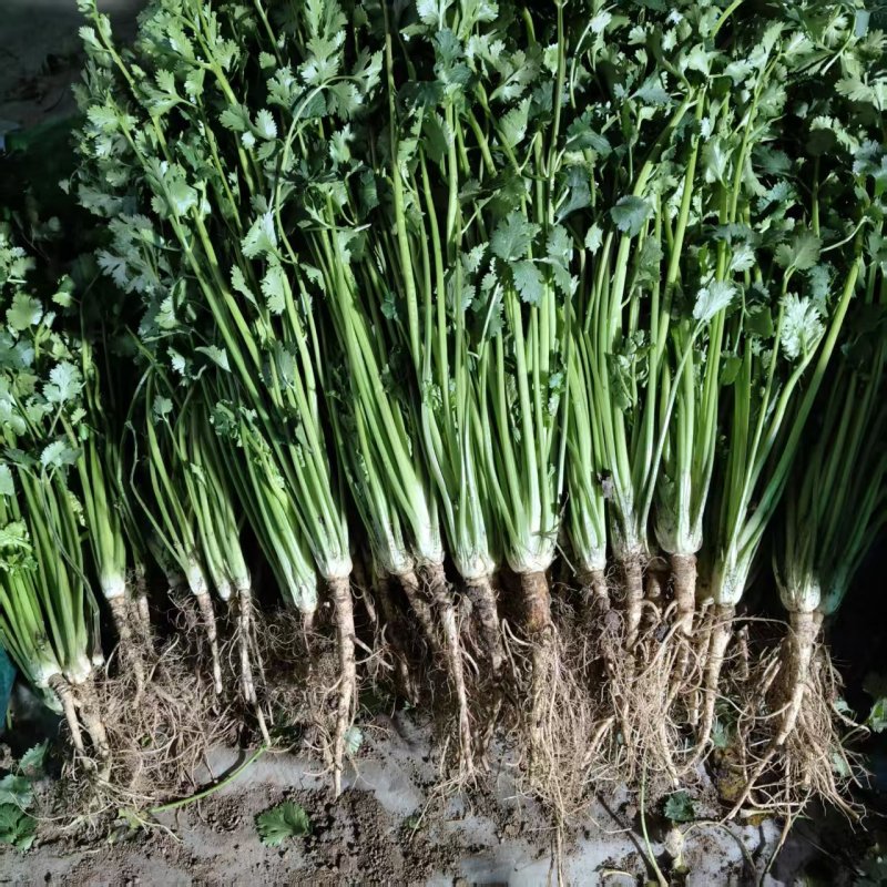 本地香菜大量上市产地一手货源大量现货供应需要的联系价格美