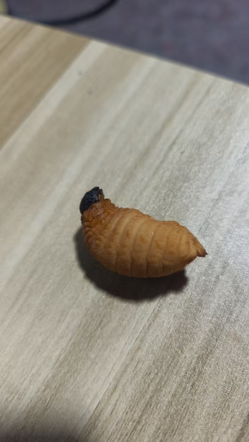 竹笋虫5克以上一手货源全国发货量大价优欢迎随时联系