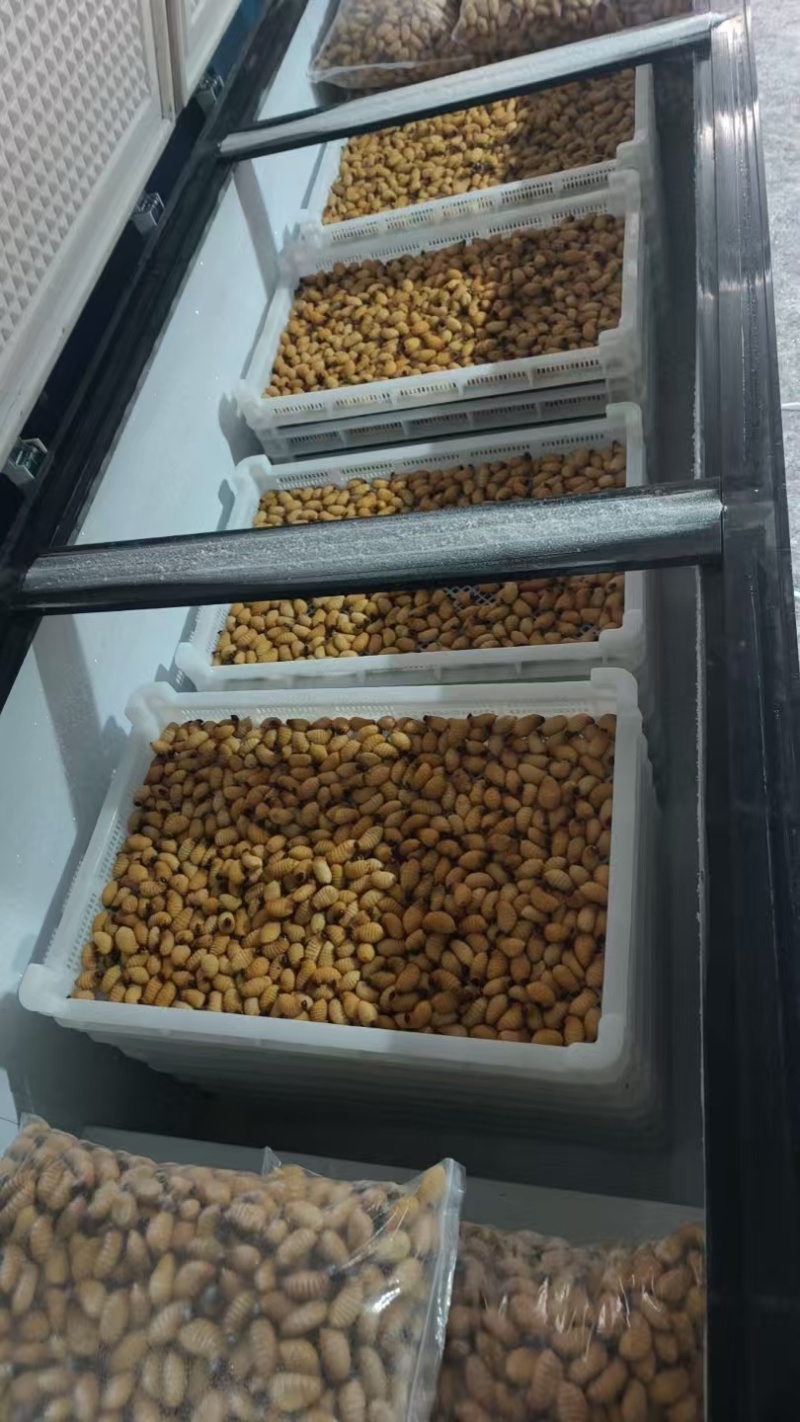 竹笋虫冻品精品产地一手货源全国发货量大价优欢迎随时联系