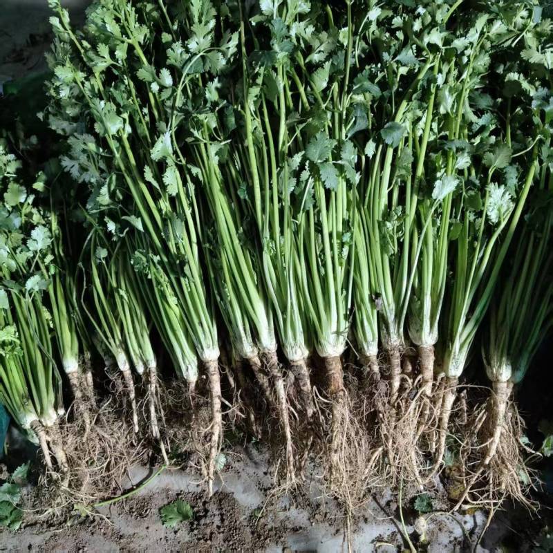 精品香菜产地直供一手货源货发全国支持物流发货
