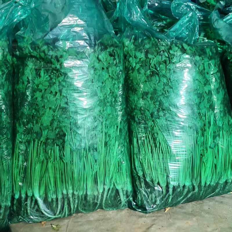精品香菜产地直供一手货源货发全国支持物流发货