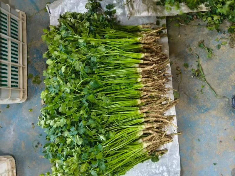 精品香菜产地直供一手货源货发全国支持物流发货