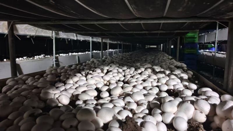 双孢菇基地直发一条龙服务稳定供应市场批发电商团购价优