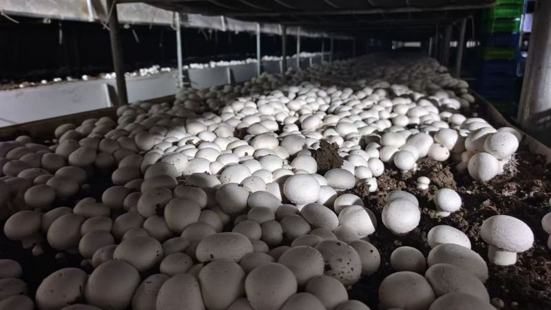 双孢菇基地直发一条龙服务稳定供应市场批发电商团购价优