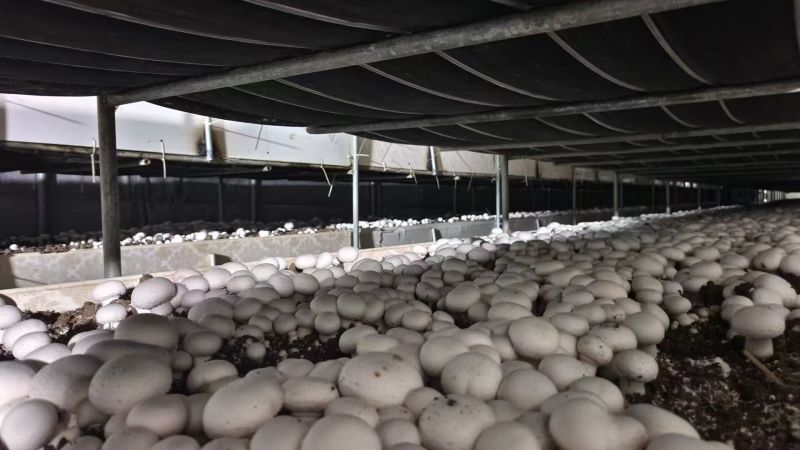 双孢菇基地直发一条龙服务稳定供应市场批发电商团购价优