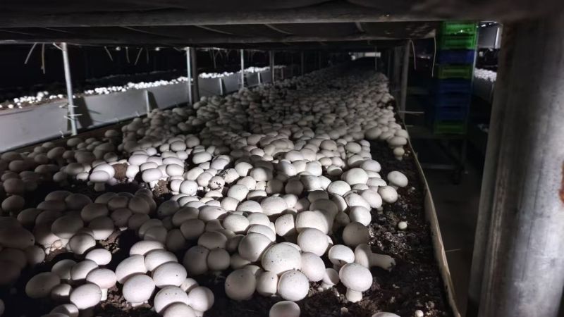 双孢菇基地直发一条龙服务稳定供应市场批发电商团购价优