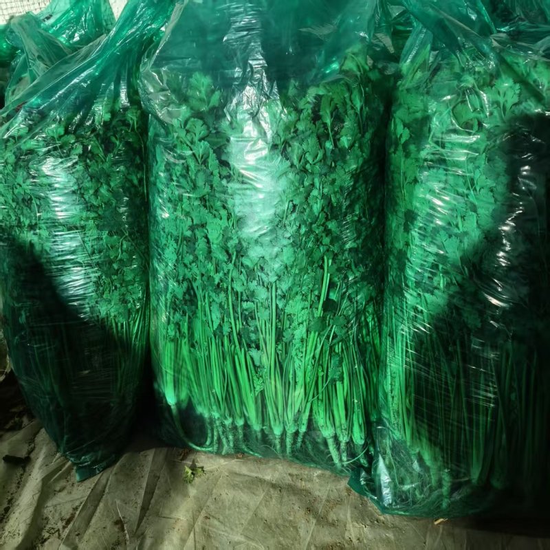 山东精品香菜大量上市产地直供一手货源品质保证