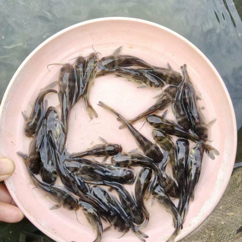 黄颡鱼苗皮毛靓活力基地直发保证成活率
