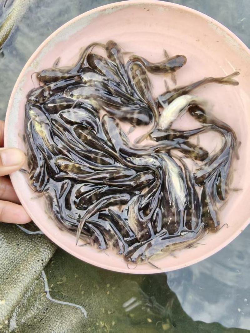 黄颡鱼苗皮毛靓活力基地直发保证成活率