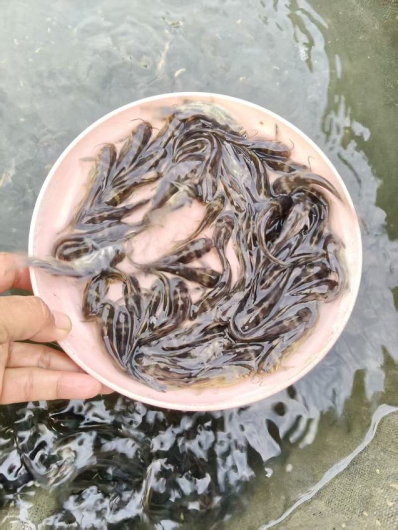 黄颡鱼苗皮毛靓活力基地直发保证成活率