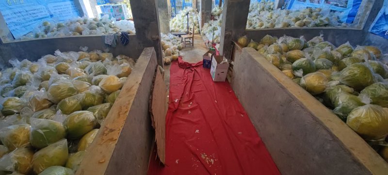 广西翡翠青柚，香甜可口果大，零售批发都有，欢迎老板进店