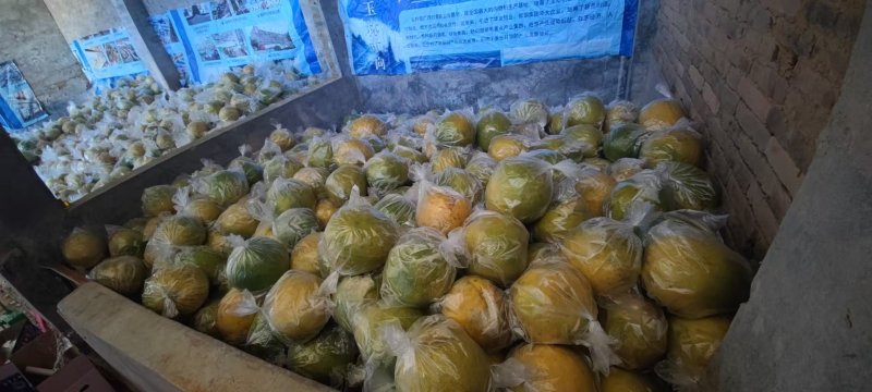广西翡翠青柚，香甜可口果大，零售批发都有，欢迎老板进店