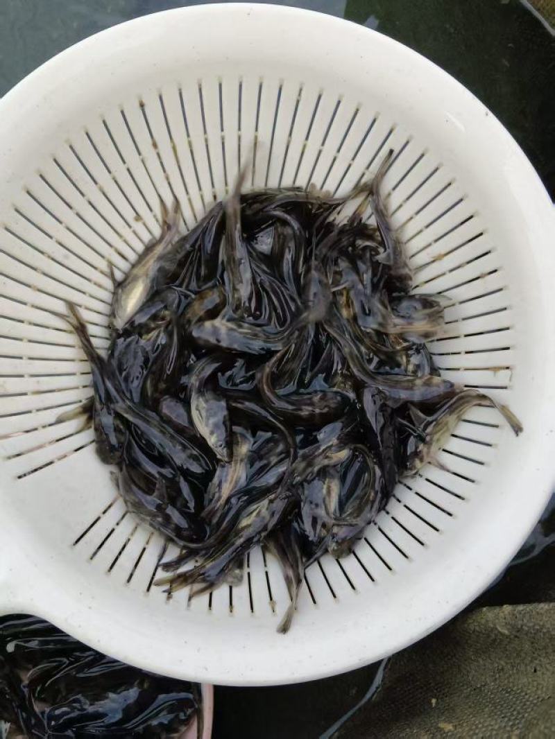 黄颡鱼苗皮毛靓活力基地直发保证成活率
