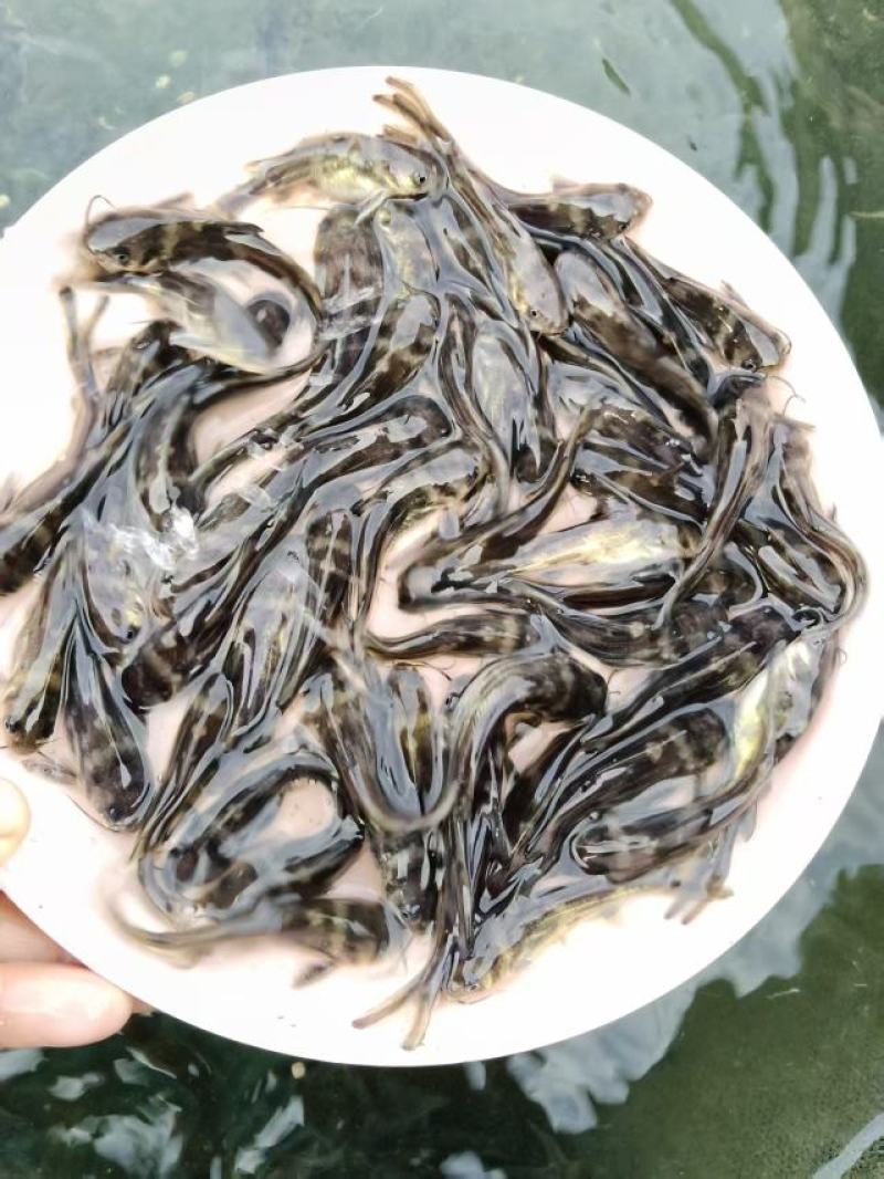 黄颡鱼苗皮毛靓活力基地直发保证成活率