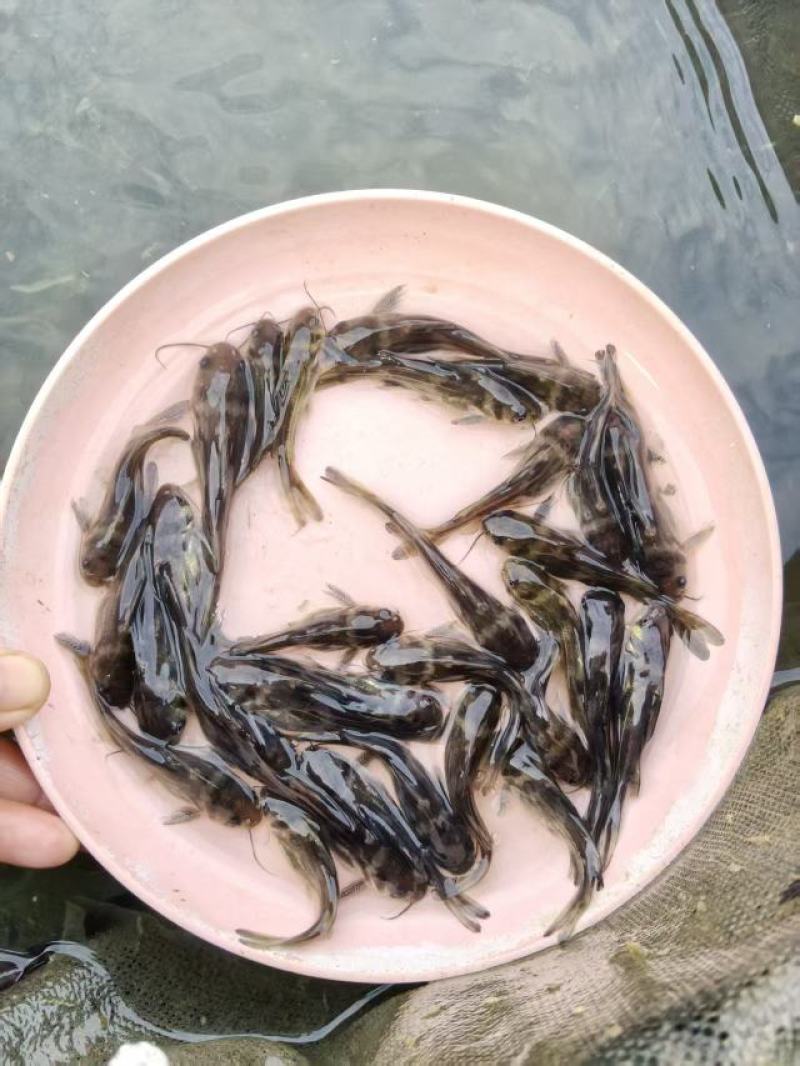 黄颡鱼苗皮毛靓活力基地直发保证成活率