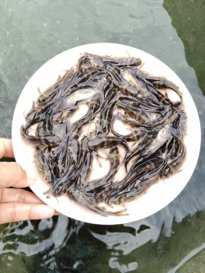 黄颡鱼苗皮毛靓活力基地直发保证成活率
