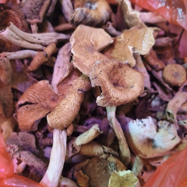 鸡油菇