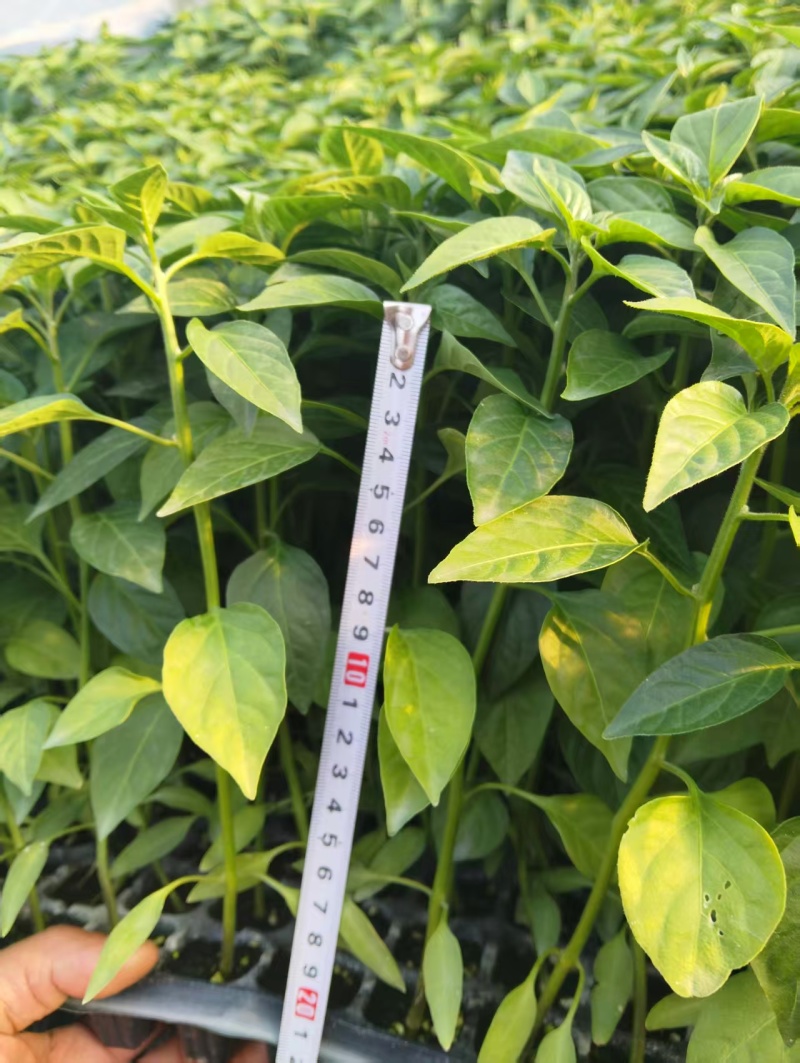 【辣椒苗】美人椒苗苗场直供全基质苗量大从优