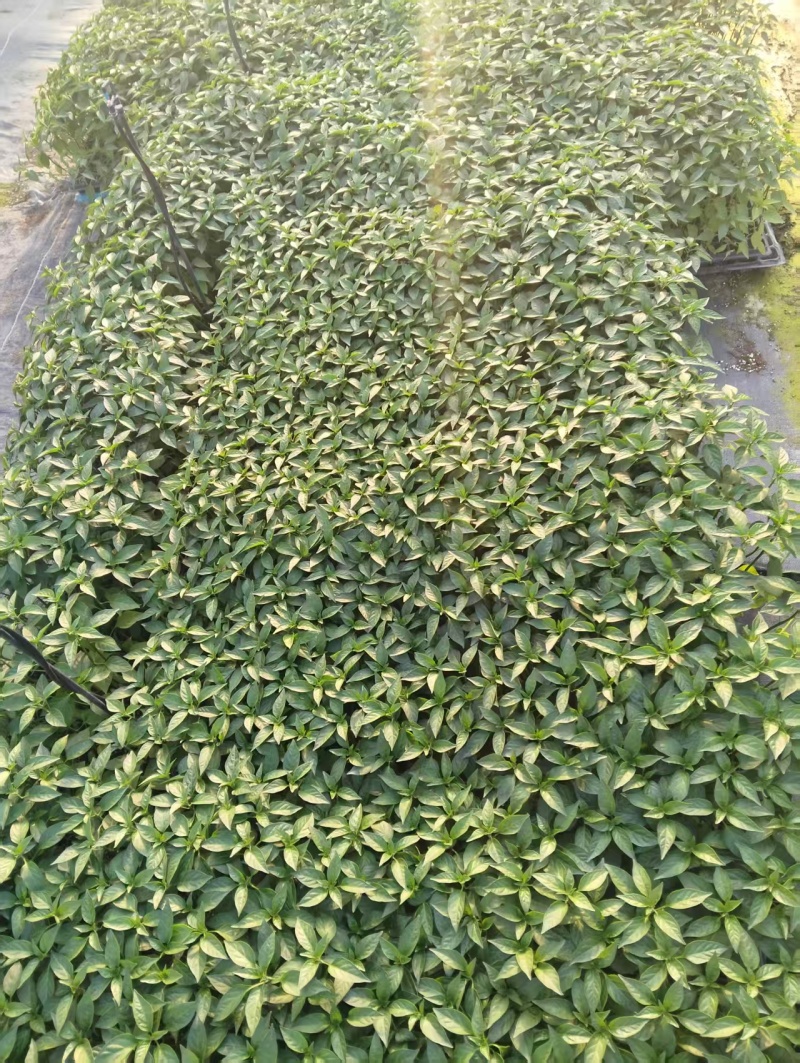 【辣椒苗】美人椒苗苗场直供全基质苗量大从优