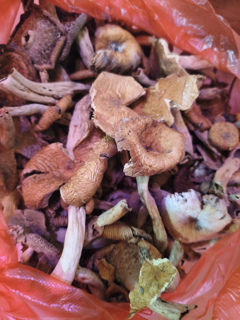 鸡油菇