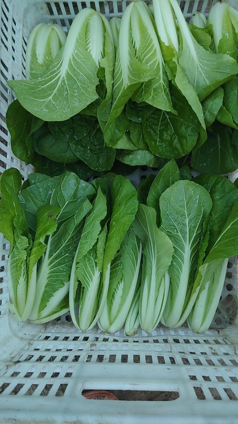 小白菜产地一手货源，量大优惠，对接全国市场电商平台