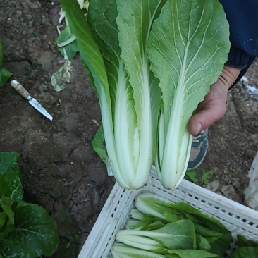 小白菜产地一手货源，量大优惠，对接全国市场电商平台