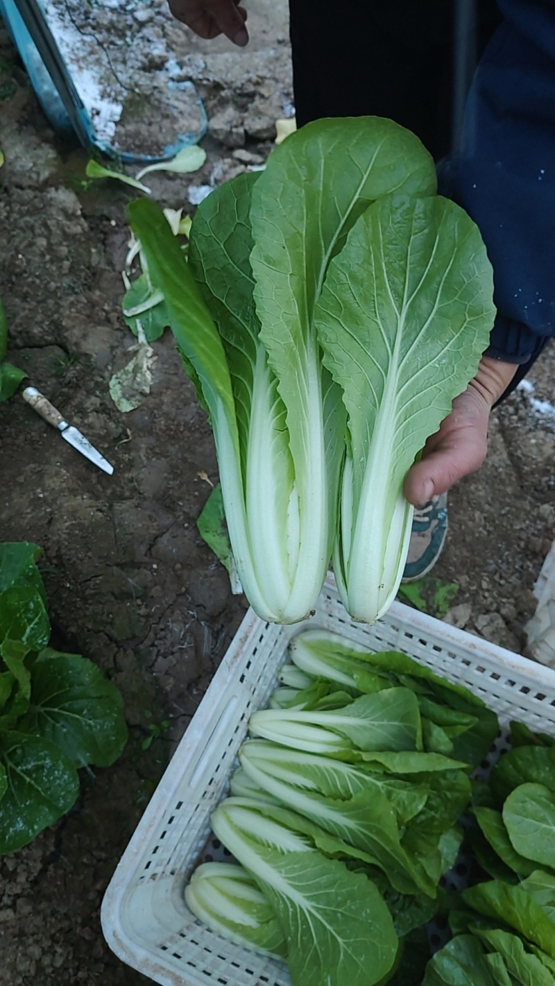 小白菜产地一手货源，量大优惠，对接全国市场电商平台