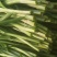 大叶韭菜新根头刀