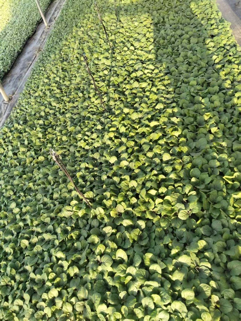 【茄子苗】青肉圆茄苗穴盘苗缓苗快苗场直销