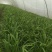 大叶韭菜新根头刀