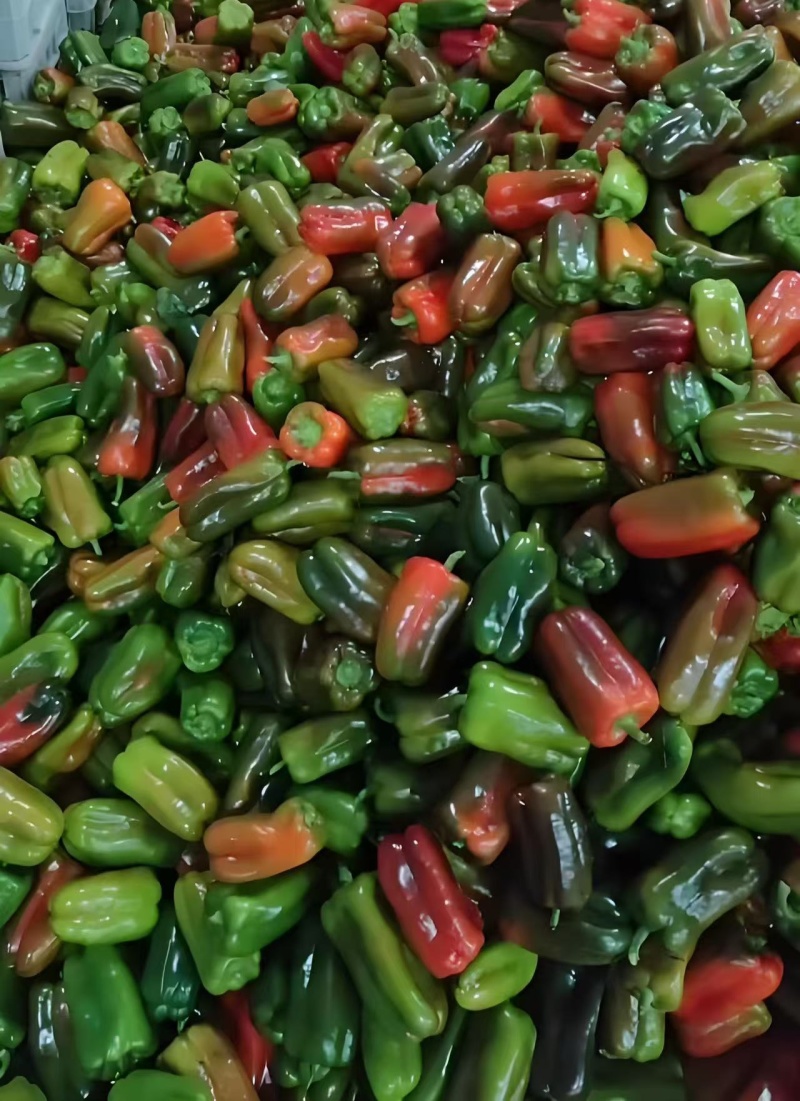 【优品】变色椒，产地直发，量大价优，欢迎来购